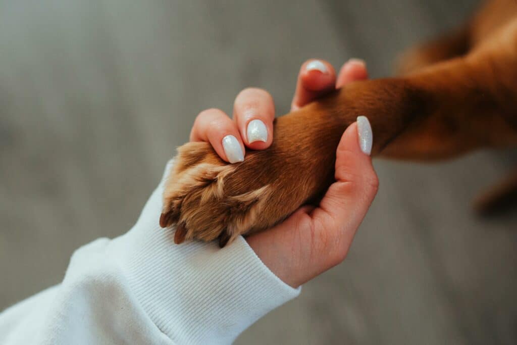 amour pour les animaux et beinveillance